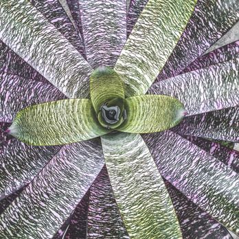 Shelldance Orchid Gardens - Nurseries & Gardening Near Me - Pacifica, California