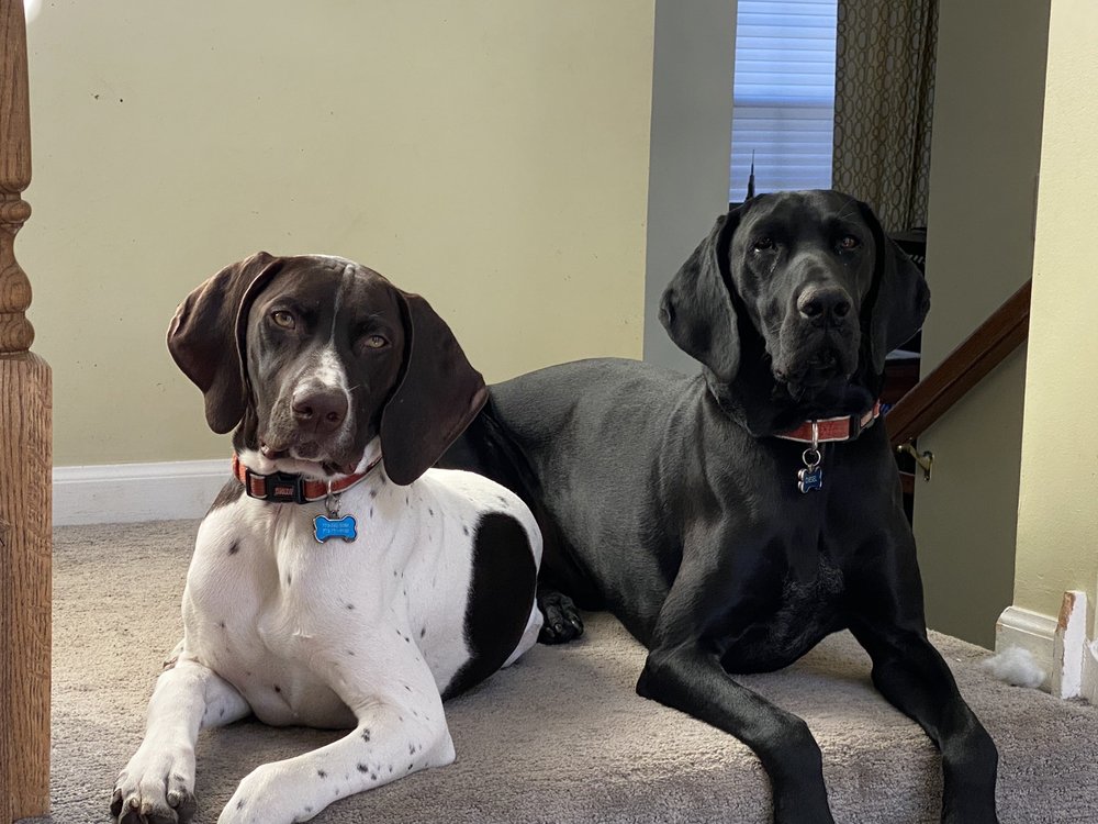 DOGSTYLE Updated October 2024 24 Photos & 30 Reviews 24777 N