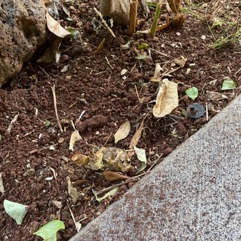 Island Ohana Tree & Landscaping Services - Still get roots / not all gone . - Tree Services Near Me - Ewa Beach, Hawaii Island Ohana Tree & Landscaping Services - Still get roots / not all gone . - Tree Services Near Me - Ewa Beach, Hawaii