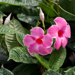 Planthaven Farms - Oakville