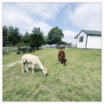 Rusty Stars Alpaca - Attraction Farms Near Me - Winterset, Iowa Rusty Stars Alpaca - Attraction Farms Near Me - Winterset, Iowa