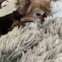 Photo of Doggies Haven Dog Sitting Services
