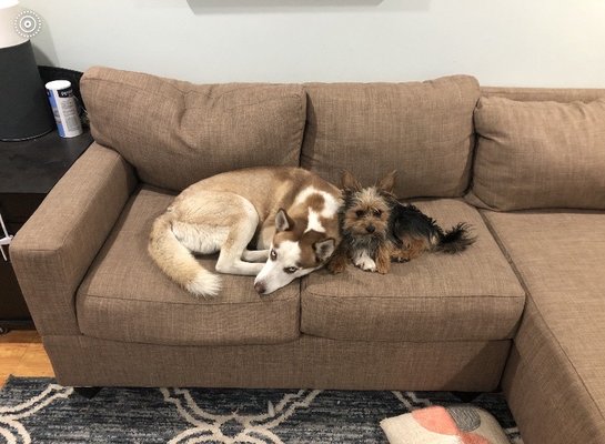 DESLY'S PET GROOMING by null