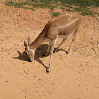 Alabama Safari Park - Zoos Near Me - Hope Hull, Alabama