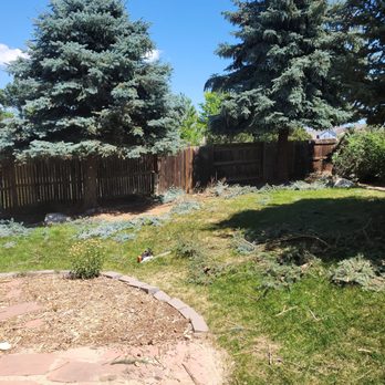 Mr Squid's Maintenance Solutions - Backyard tree skirts trimmed. - Gutter Services Near Me - Colorado Springs, Colorado Mr Squid's Maintenance Solutions - Backyard tree skirts trimmed. - Gutter Services Near Me - Colorado Springs, Colorado