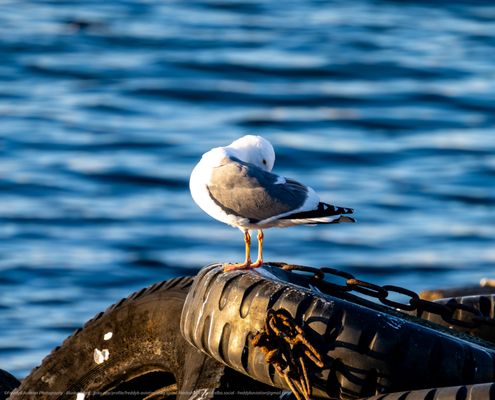 USS Hornet - Sea, Air and Space Museum by null