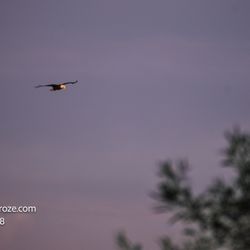 Windsor Locks Canal Trail State Park - Bald eagles