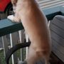 Photo of Happy Tails Pet Grooming