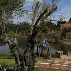 Rare Plant Research - Olive tree in the foreground with a view of the manor.