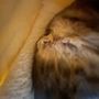 Photo of Pleasant Plains Animal Hospital