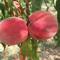 Davis Peach Farm