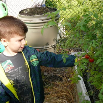 Temple Beth Ahm Preschool - Picking tomatoes in our garden. - Elementary Schools Near Me - Matawan, New Jersey Temple Beth Ahm Preschool - Picking tomatoes in our garden. - Elementary Schools Near Me - Matawan, New Jersey
