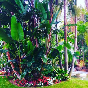 Bahia Resort Hotel - Beautiful Giant Bird Of Paradise - San Diego, CA