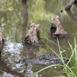 Cajun Encounters Tour Company - Chomper.