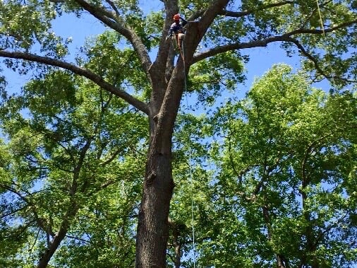 Hernandez Tree Service and Landscaping - tree service in Johns Island, SC