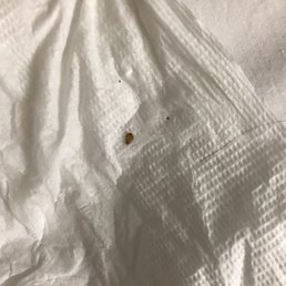 Bed bug!!!!! Bed bug!!!!!