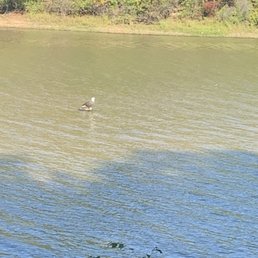 Bald eagle Bald eagle