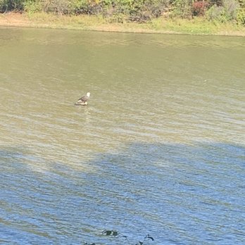 Paris Landing State Park - Bald eagle - Parks Near Me - Buchanan, Tennessee Paris Landing State Park - Bald eagle - Parks Near Me - Buchanan, Tennessee