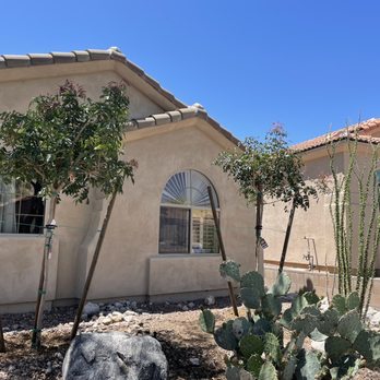 Moon Valley Nurseries - 2 Red Rush Pistache trees - Nurseries & Gardening Near Me - Marana, Arizona