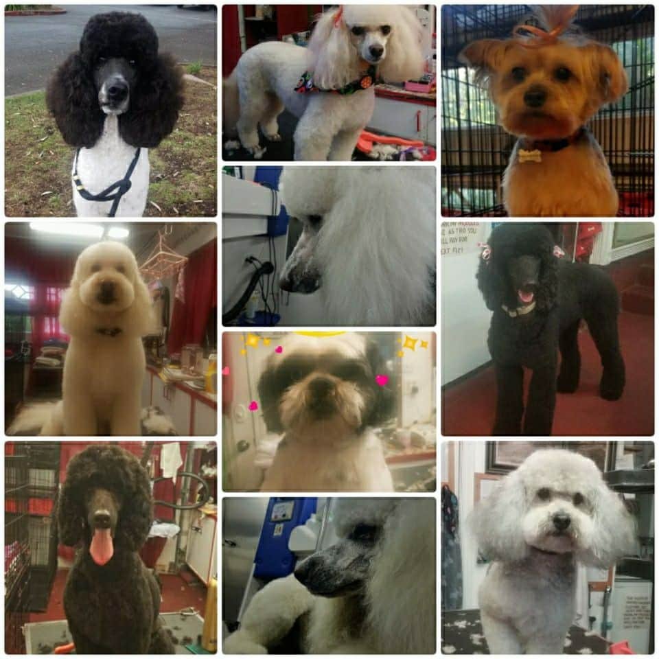 dog clipper sharpening near me