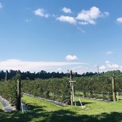 Bramble Creek Farms - BlackBerry fields - As of June 18, Blackberries are officially over here!