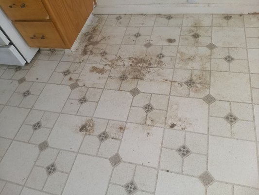 Move Out/In and For sale Cleaning - We specialize in move out/in and for sale deep cleaning. Our top to bottom deep cleaning is "A" plus see out star reviews on Google. We are "Green Certified" no harsh chemical all natural based cleaning products the sparkles and disinfects 99.9 % of viruses, fungi, and mold. Also available air & surface disinfectant continuously keeps you clean & safe! See more of our 5 star reviews on Google! Move Out/In and For sale Cleaning - We specialize in move out/in and for sale deep cleaning. Our top to bottom deep cleaning is "A" plus see out star reviews on Google. We are "Green Certified" no harsh chemical all natural based cleaning products the sparkles and disinfects 99.9 % of viruses, fungi, and mold. Also available air & surface disinfectant continuously keeps you clean & safe! See more of our 5 star reviews on Google!