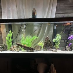 Bermuda Triangle Tropical Fish