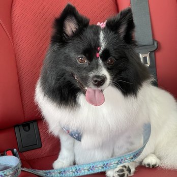 Maxy Pets Grooming - Pet Groomers Near Me - Margate, Florida