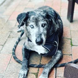 Ingenious Coffee Roasters - Dog friendly spot for a refreshment!