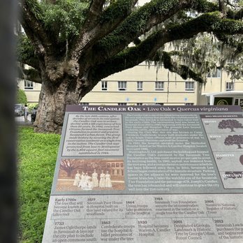 Candler Oak - Landmarks & Historical Buildings Near Me - Savannah, Georgia Candler Oak - Landmarks & Historical Buildings Near Me - Savannah, Georgia