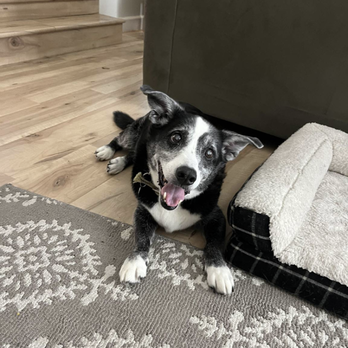 Pet Masters Academy - Roscoe bakert - Pet Boarding Near Me Pet Masters Academy - Roscoe bakert - Pet Boarding Near Me