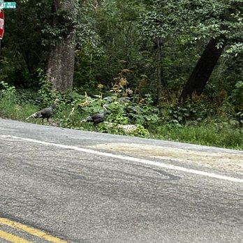 Mt Lemmon Hotel - Turkeys - Hotels Near Me - Mount Lemmon, Arizona