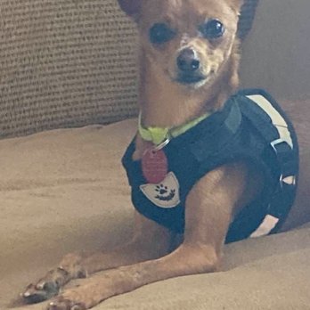 Arizona Small Dog Rescue - Settle in new home.. - Animal Shelters Near Me - Tempe, Arizona