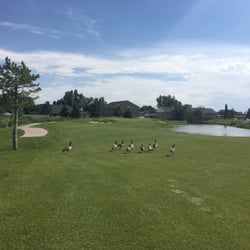 Geese