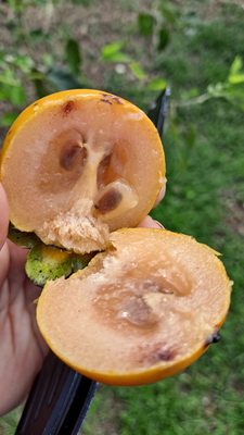 Fruit & Spice Park by null