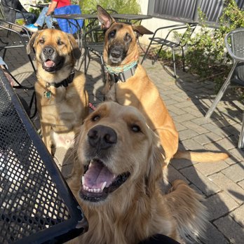 Mission Pawsible - Pet Training Near Me Mission Pawsible - Pet Training Near Me