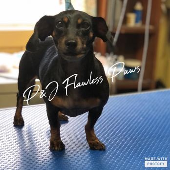 P&J Flawless Paws - Pet Groomers Near Me P&J Flawless Paws - Pet Groomers Near Me