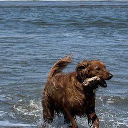 Fort Funston - Fort Funston, 23 May 2026...
