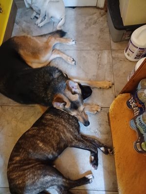 Dogs Only Doggy Daycare