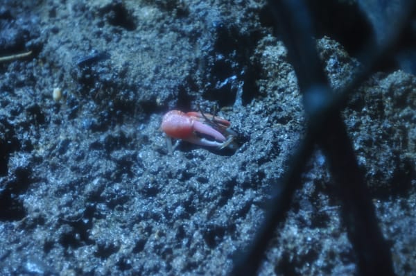 Zoo Negara Malaysia by null