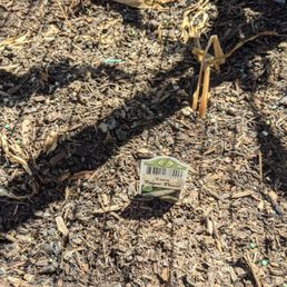 Armstrong sugar pearl corn plants after 1 week Armstrong sugar pearl corn plants after 1 week