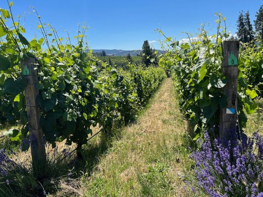 Analemma Wines by null
