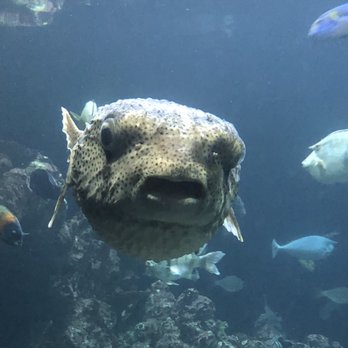 Seattle Aquarium - Aquariums Near Me - Seattle, Washington Seattle Aquarium - Aquariums Near Me - Seattle, Washington