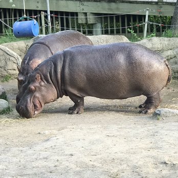 Toronto Zoo - Hippos in Toronto Zoo - Zoos Near Me - Toronto, Ontario Toronto Zoo - Hippos in Toronto Zoo - Zoos Near Me - Toronto, Ontario