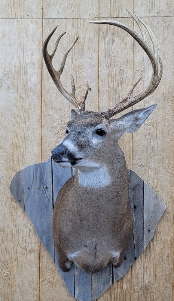 DWC Taxidermy - taxidermy in Timmonsville, SC