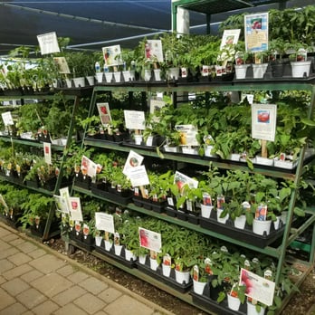 West End Nursery - Cherry tomatoes galore. There's several more of these with even more types of tomatoes - Nurseries & Gardening Near Me - San Rafael, California West End Nursery - Cherry tomatoes galore. There's several more of these with even more types of tomatoes - Nurseries & Gardening Near Me - San Rafael, California