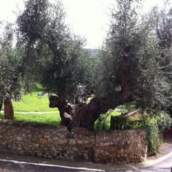 Bolgheri - Ulivi secolari