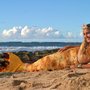 Photo of Oahu Surfing Experience