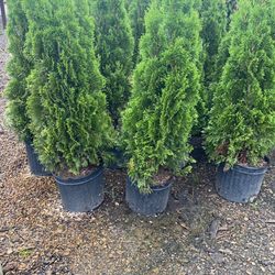 Happy Gardens Plant Nursery - Arborvitae Emerald Green