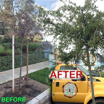Gruett Tree - Before Gruett Tree Healthcare and After Gruett - Tree Services Near Me - Orange, California